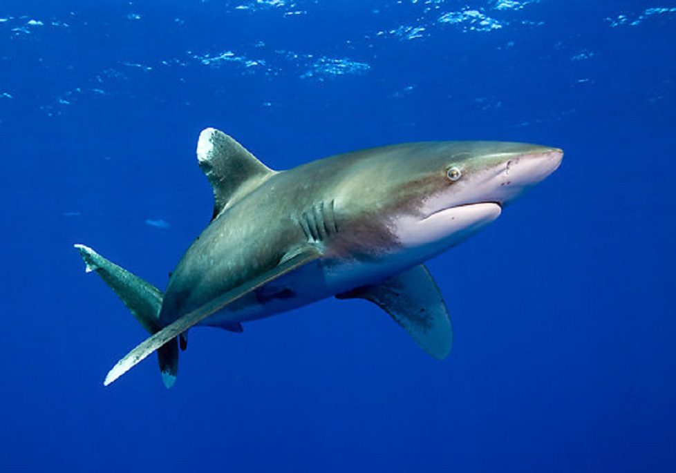 Длиннокрылая акула плывет фото